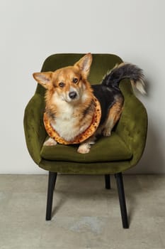 Adorable welsh corgi pembroke sitting on a green armchair wearing a pizza crust like an elizabethan collar