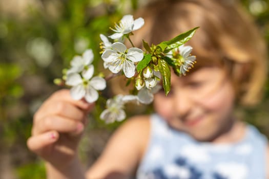 Child in a garden of flowering trees. Selective focus. kid.