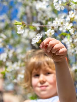 Child in a garden of flowering trees. Selective focus. kid.