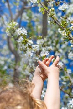 Child in a garden of flowering trees. Selective focus. kid.