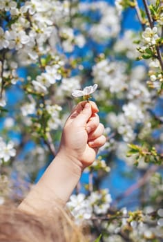 Child in a garden of flowering trees. Selective focus. kid.