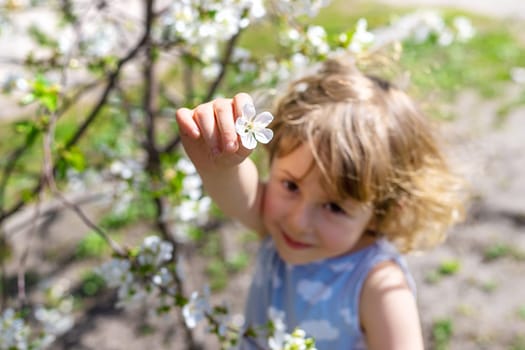Child in a garden of flowering trees. Selective focus. kid.