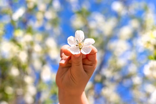 Child in a garden of flowering trees. Selective focus. kid.