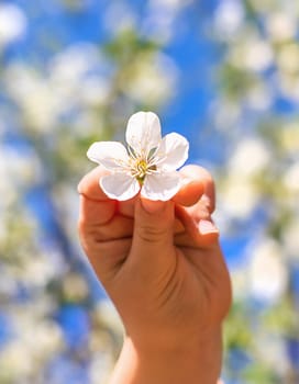 Child in a garden of flowering trees. Selective focus. kid.