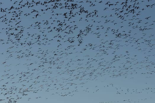 Azure Migration: Vast Flamingo Flock Gracing Blue Sky.Witness the awe-inspiring sight of a vast and numerous flock of flamingos gracefully soaring through the clear blue sky, painting a mesmerizing picture of natural beauty and avian grandeur