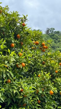 Orange tree with ripe fruit in lush green foliage under cloudy sky. Orange tree filled with ripe fruit surrounded by vibrant green leaves under a cloudy sky highlights the beauty of nature and promotes a healthy living concept