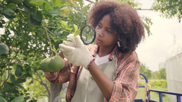 Happy child farmer hands holding magnifying glass and looking at vegetables green lemon in farm, Biotechnology kid examining plant leaf, agriculture school learning research for science concept