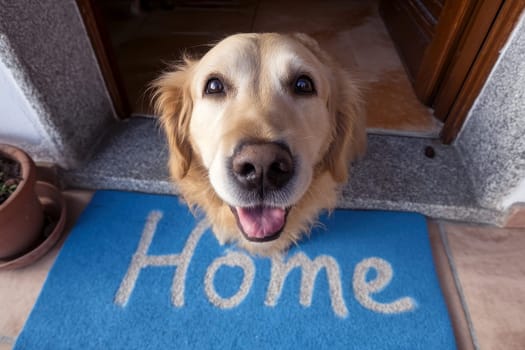 Closeup of a happy golden retriever dog smiling at the camera, standing on a blue doormat or welcome mat with the text Home on a floor indoors, puppy in house interior. Doorway pet welcoming guests..
