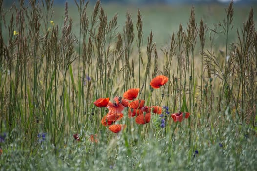 Lush green meadow with vibrant red poppies in full bloom. Captures the essence of spring and nature's beauty.