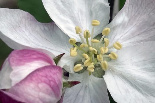 Detailed macro view of a blooming apple flower, showcasing fragile textures and subtle pink shades