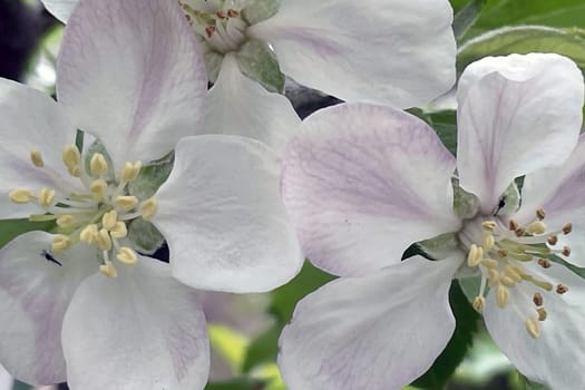 Detailed macro view of a blooming apple flower, showcasing fragile textures and subtle pink shades