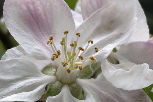 Detailed macro view of a blooming apple flower, showcasing fragile textures and subtle pink shades
