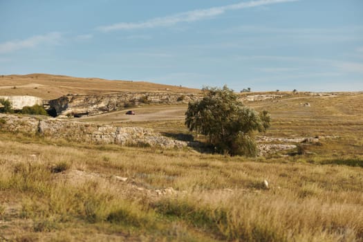 Cow grazing in tranquil field with hill and tree serene landscape nature scene for travelers and nature lovers