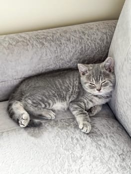 Gray kitten sleeping peacefully on a soft, textured sofa, appears relaxed and content. Made on smartphone.