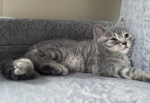 Gray kitten comfortably rests on a soft gray sofa, displaying a relaxed posture. Made on smartphone.