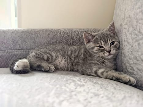 Gray kitten comfortably rests on a soft gray sofa, displaying a relaxed posture. Made on smartphone.