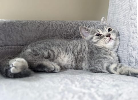 Gray kitten comfortably rests on a soft gray sofa, displaying a relaxed posture. Made on smartphone.