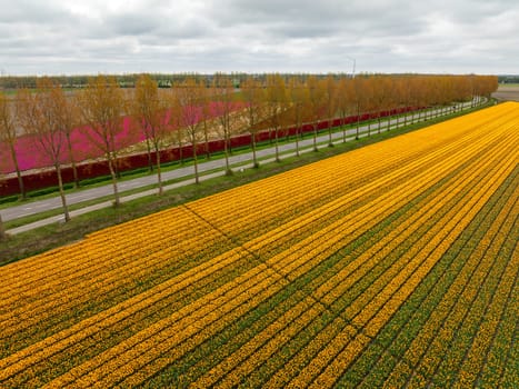 aerial view of colorful fields with blooming tulips in the netherlands