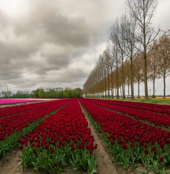 aerial view of colorful fields with blooming tulips in the netherlands