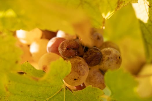 Noble rot of white wine grape, botrytised grapes in sunshine, Sauternes, France. High quality photo