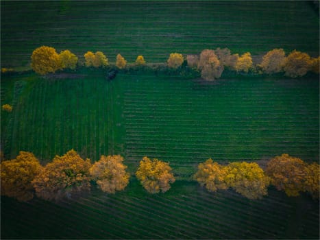 France, Gironde, Tabanac, Aerial view of the vineyard and wooded areas of Chateau le Pic in the Bordeaux vineyards at sunset. High quality photo