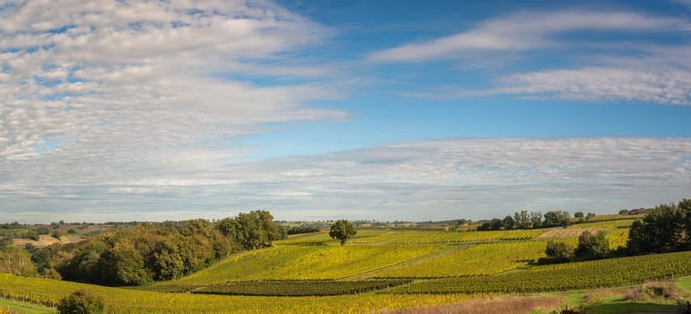 Sunset landscape bordeaux wineyard france, europe Nature. High quality photo