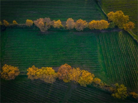 France, Gironde, Tabanac, Aerial view of the vineyard and wooded areas of Chateau le Pic in the Bordeaux vineyards at sunset. High quality photo