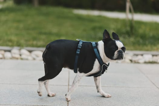 Boston terrier dog wearing blue harness walking on paved path with green grass background, black and white fur, pet, animal, canine, outdoor lifestyle concept