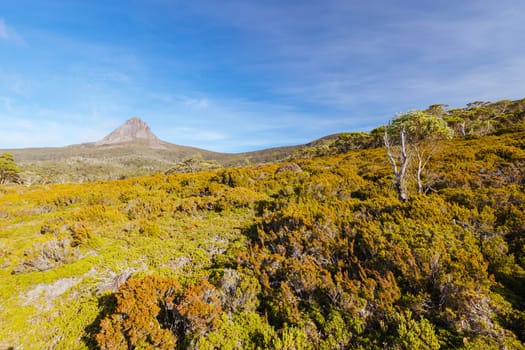 The wide landscape views early in the morning of Barn Bluff and alpine heath plants on a warm autumn evening in Cradle Mountain, Tasmania, Australia