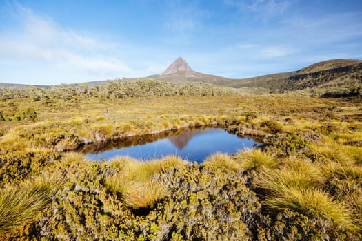 The wide landscape views early in the morning of Barn Bluff and alpine heath plants on a warm autumn evening in Cradle Mountain, Tasmania, Australia
