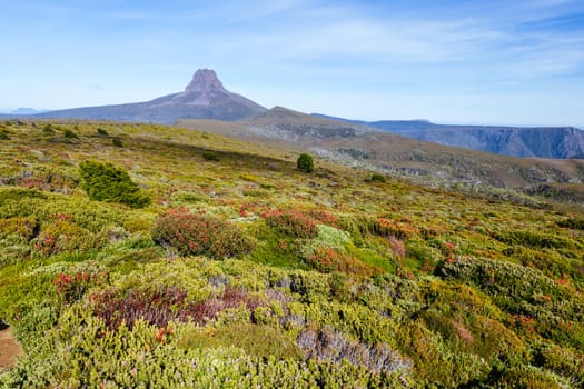 The wide landscape views early in the morning of Barn Bluff and alpine heath plants including Mountain Rocket on a warm autumn evening in Cradle Mountain, Tasmania, Australia