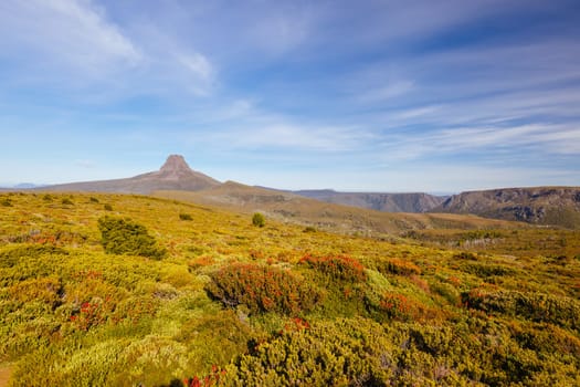 The wide landscape views early in the morning of Barn Bluff and alpine heath plants including Mountain Rocket on a warm autumn evening in Cradle Mountain, Tasmania, Australia