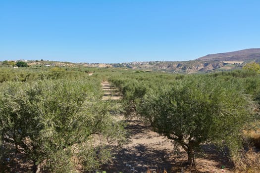 Extensive olive grove with green foliage covering the hills, blending agricultural heritage with the natural beauty of the region.