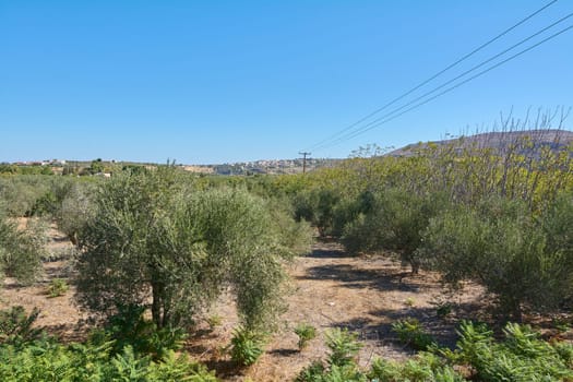Ancient olive trees deeply rooted in the land, illustrating a historical connection to Greece agricultural traditions and natural richness.