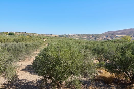 Olive trees thriving in fertile Mediterranean soil, creating a picturesque landscape with sunlight filtering through branches and casting shadows.
