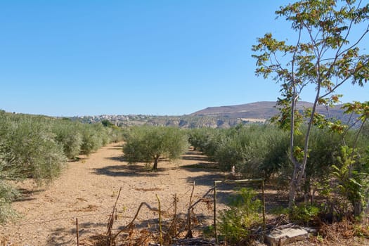 Flourishing olive grove captured in golden light, enhancing the textures of twisted trunks and dense foliage in a timeless Mediterranean scene.