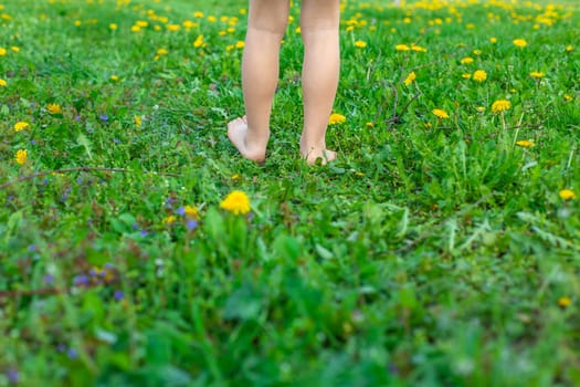 child feet in a garden with dandelions. Selective focus. kid,
