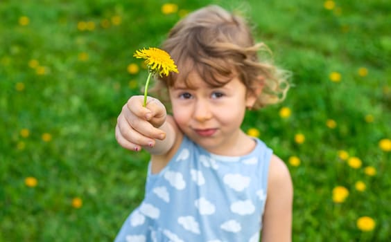 Child in the garden with a bouquet of dandelions. Selective focus. Kid.