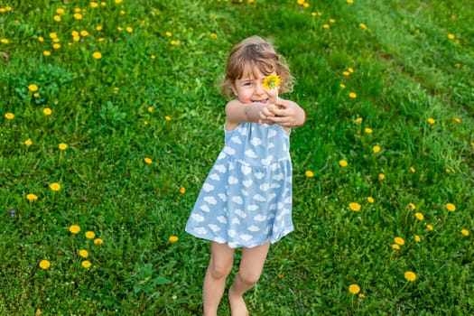 Child in the garden with a bouquet of dandelions. Selective focus. Kid.