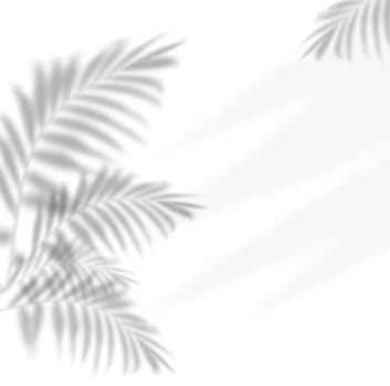 Blurred shadows of palm leaves on a isolated background, creating a subtle and abstract patter
