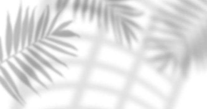 Blurred shadows of palm leaves and window panes are cast on a isolated background, creating a subtle and abstract pattern.