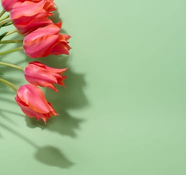 A bunch of vibrant pink tulips with ruffled petals and green stems lies on a soft light green background, copy space