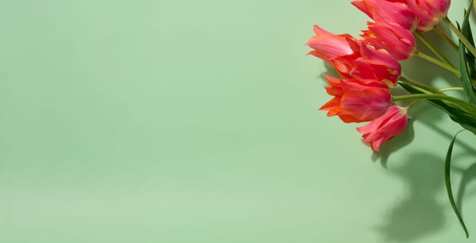 A bunch of vibrant pink tulips with ruffled petals and green stems lies on a soft light green background, copy space