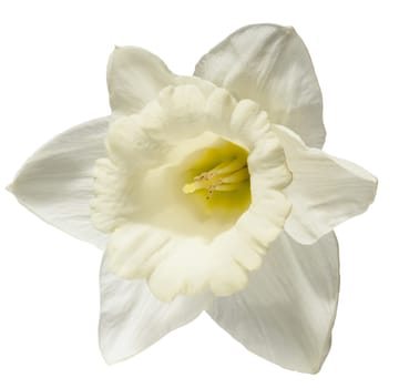 A single, pristine white daffodil flower with a delicate yellow center,  isolated background, showcasing its elegant form