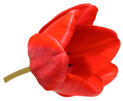 Red blooming tulip on isolated background, close up