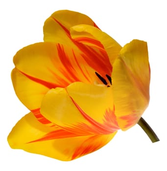 Top down view into the heart of a vibrant yellow tulip flower, revealing its dark center, red anthers, and delicate petals.