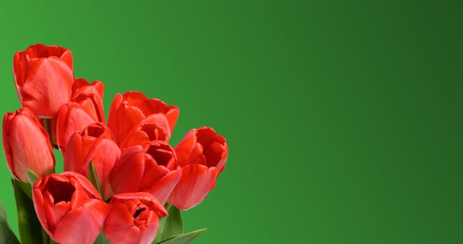 Bouquet of several vibrant red tulip flowers with green stems and leaves, green background. Copy space