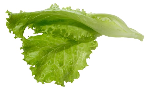 Green lettuce leaf with ruffled edges, isolated background, close up