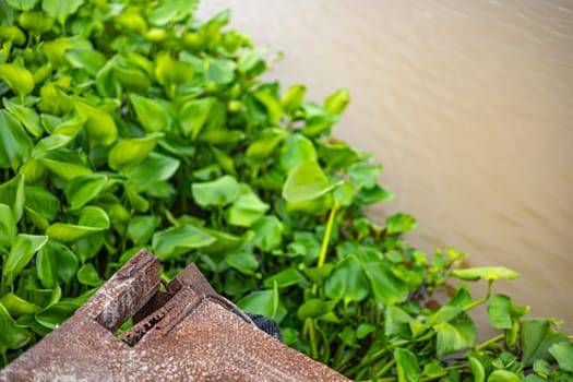Water hyacinth with garbage on a river. Water pollution in river with trash.