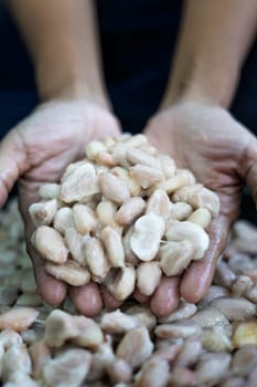 Holding Ripe Cocoa Beans In Hand, Background for advertising and wallpaper in food and harvest scene.